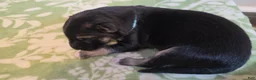 German Shepherd dogs for sale: Teal - Ad 4
