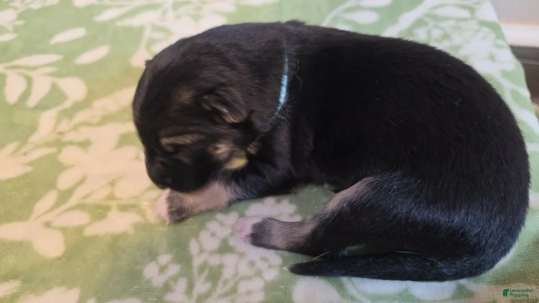 German Shepherd dogs for sale: Teal - Ad 4