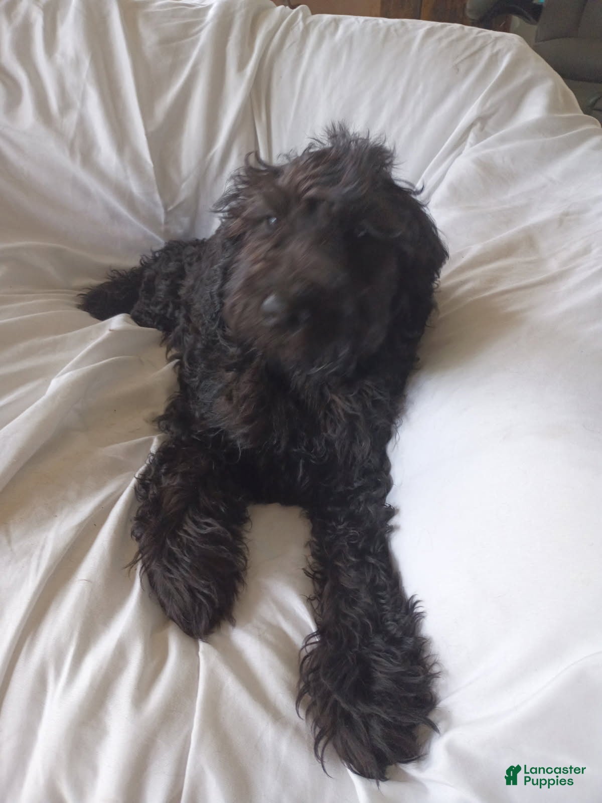 Labradoodle dogs Onyx - Ad 2