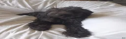 Labradoodle dogs for sale: Onyx - Ad 2