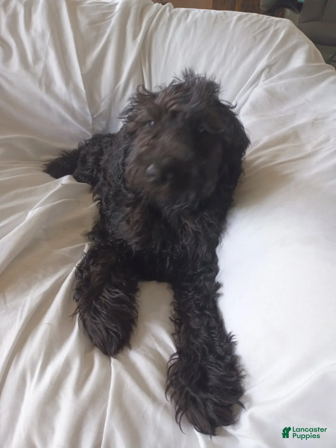 Labradoodle dogs for sale: Onyx - Ad 2
