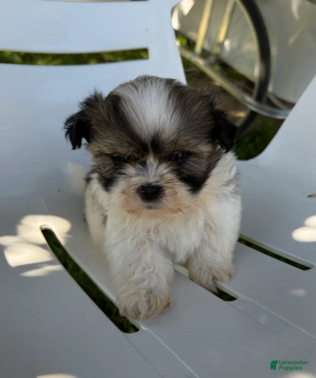 Mixed Breed dogs for sale: Milo - Ad 1