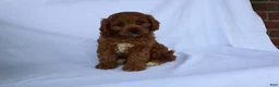 Cavapoo dogs for sale: Sugar - Ad 7