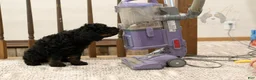 Bernedoodle dogs for sale: Acadia - Ad 37
