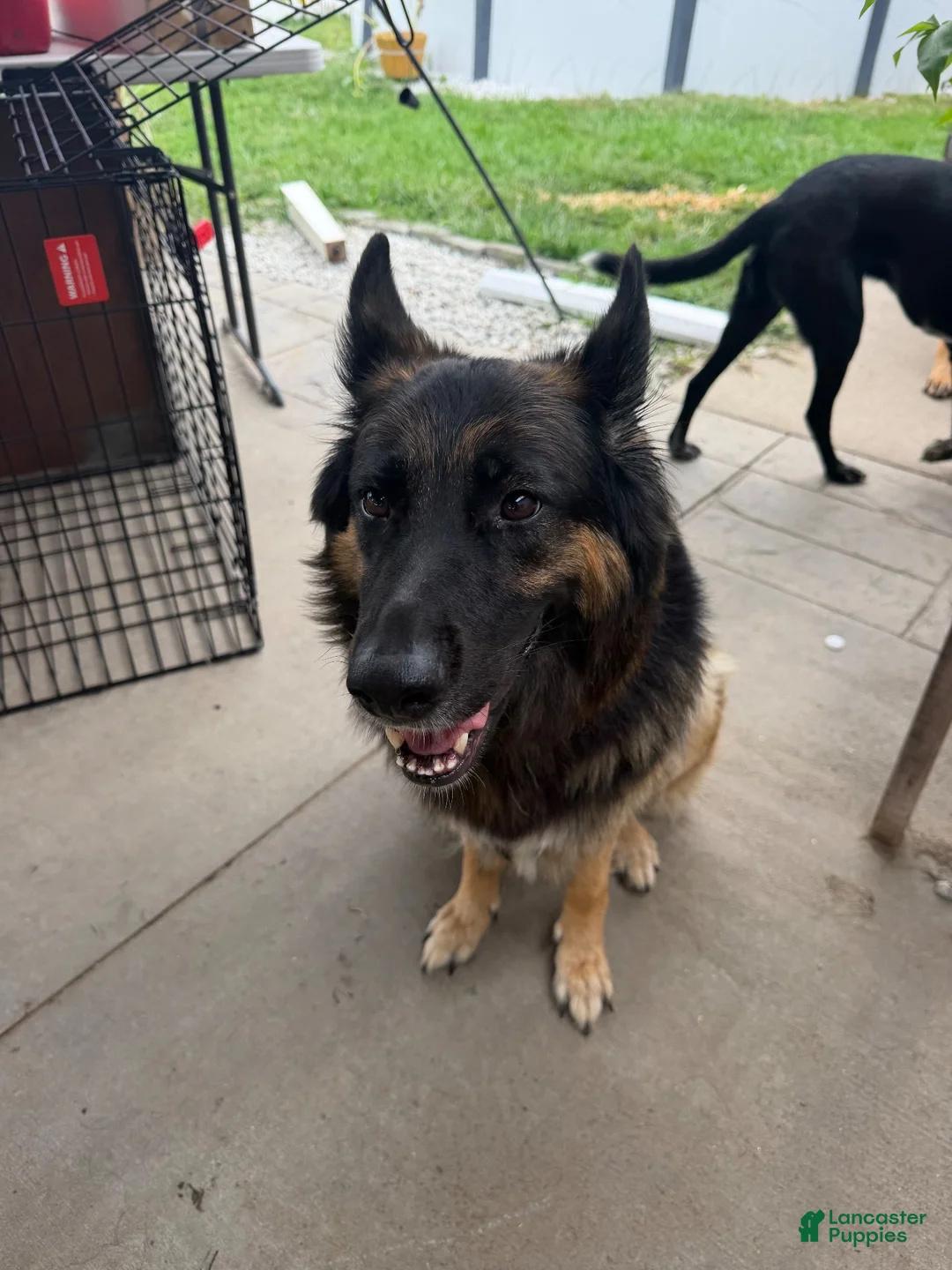 German Shepherd dogs for sale: Pink - Ad 2