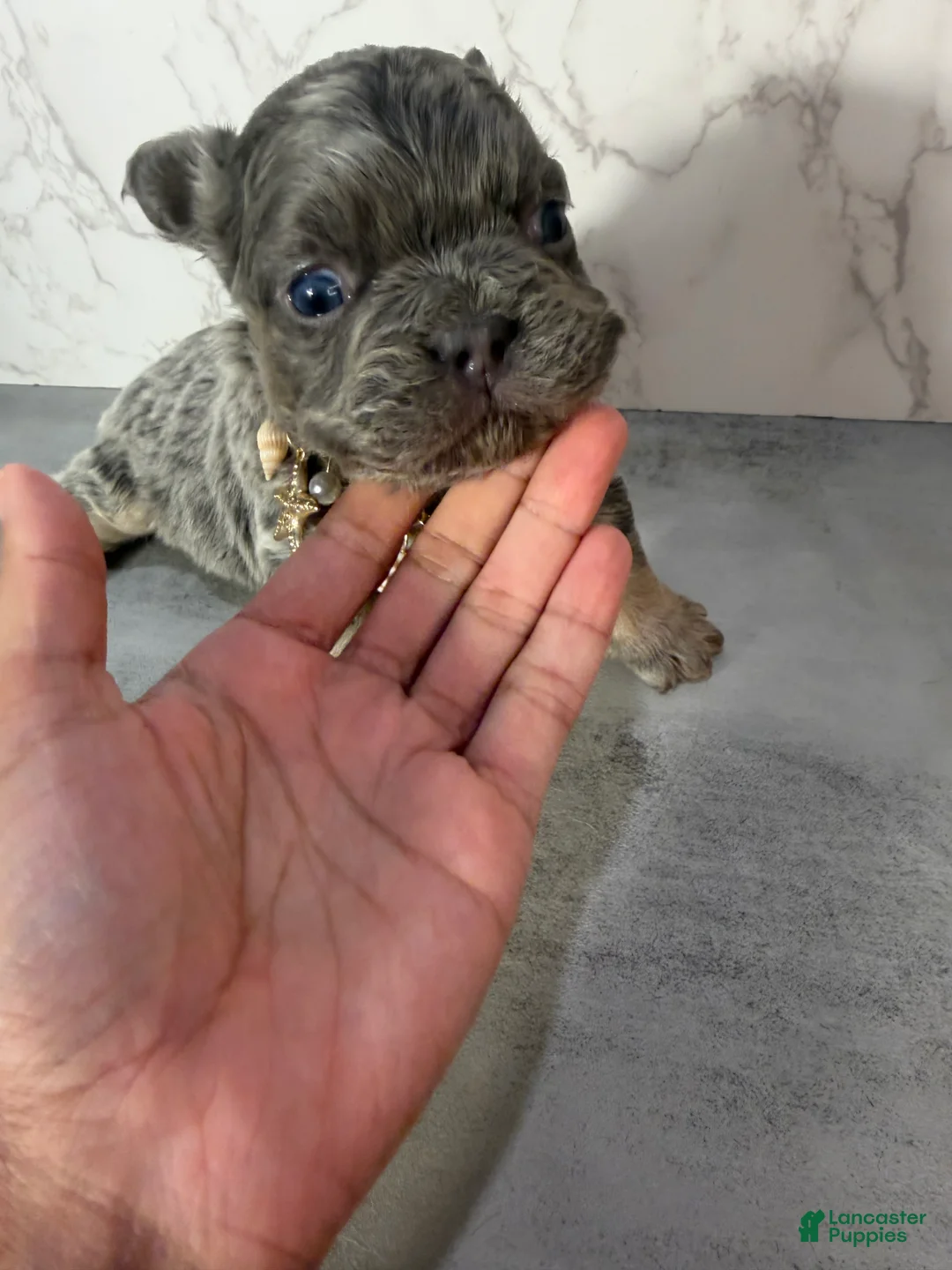 French Bulldog dogs for sale: French Bulldog Puppy 4 - Ad 5