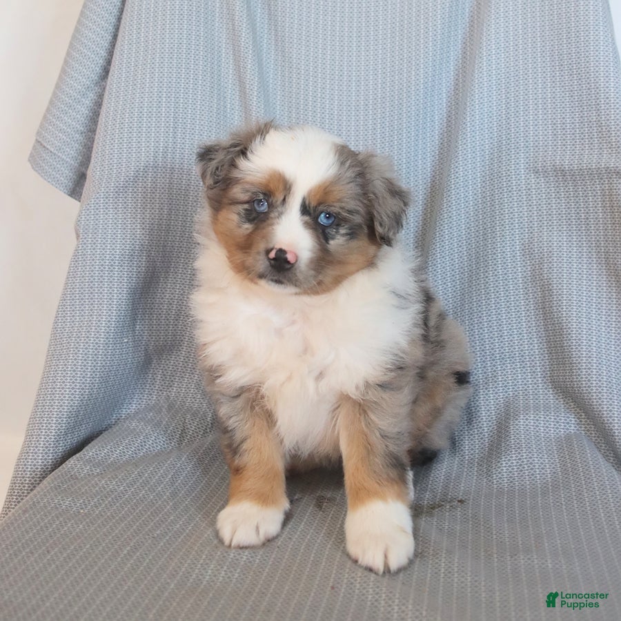 Miniature Australian Shepherd dogs Sunshine - Ad 2