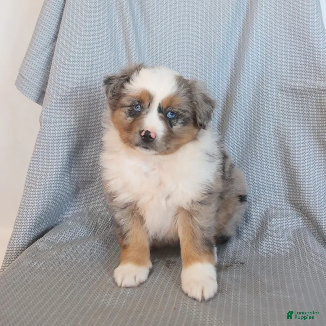 Miniature Australian Shepherd dogs for sale: Sunshine - Ad 2