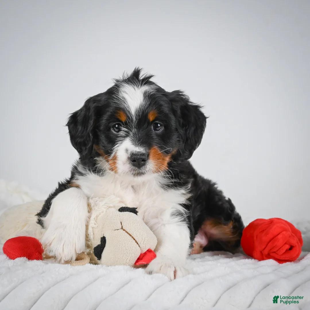 Mini Bernedoodle dogs for sale: Sasha - Ad 2