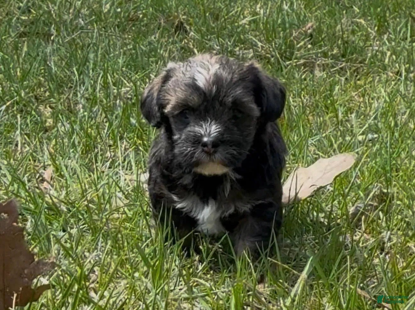 Yorkiepoo dogs Conan - Ad 37