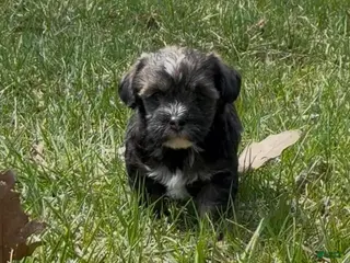 Yorkiepoo dogs Conan - Ad 21