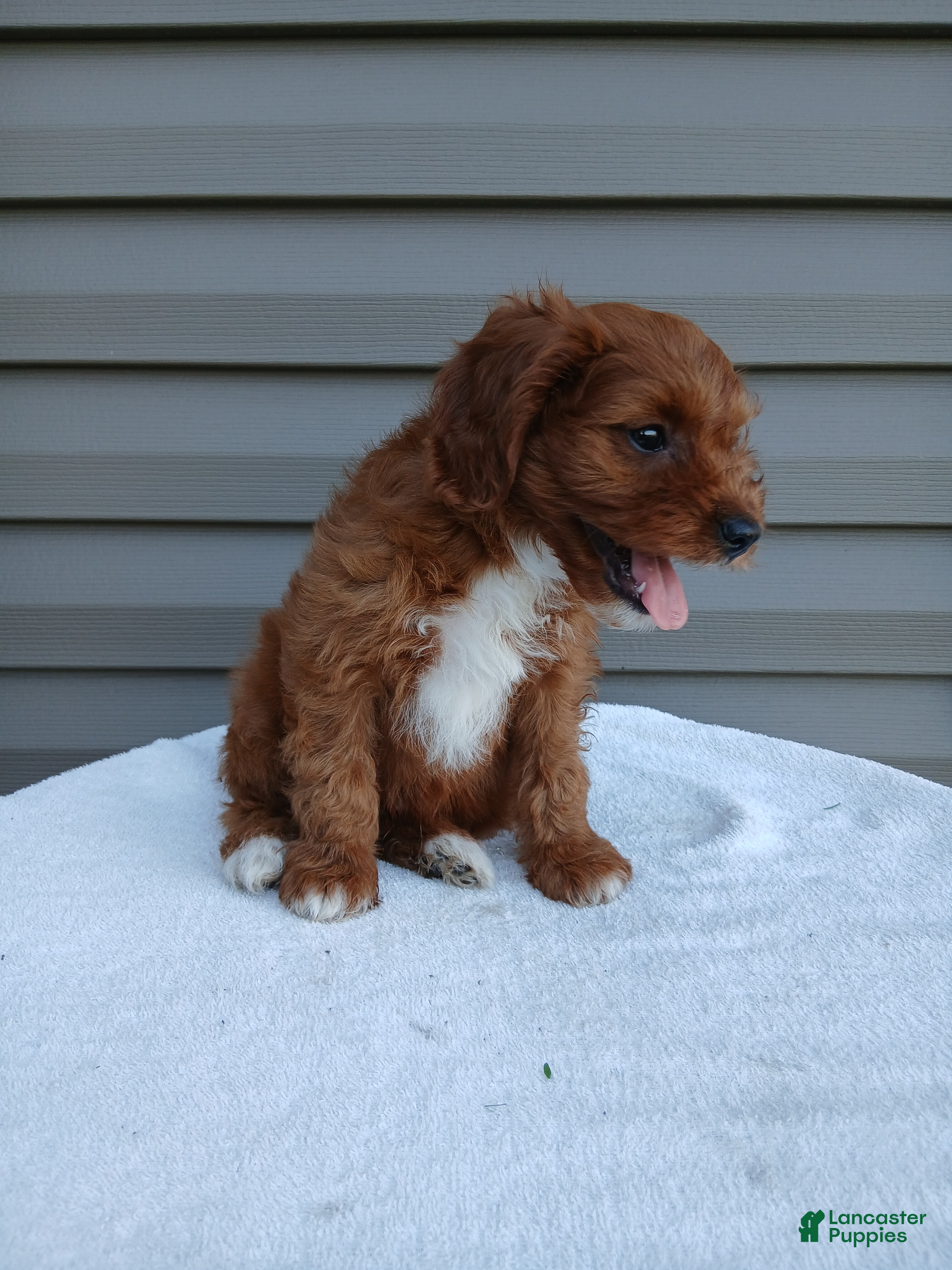 Cavapoo dogs Peter - Ad 2
