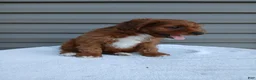 Cavapoo dogs for sale: Peter - Ad 2