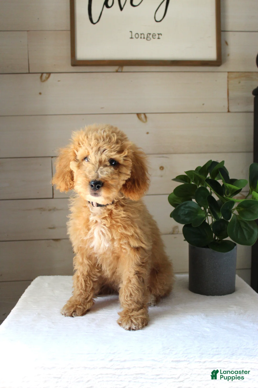 Mini Goldendoodle dogs for sale: Ivy - Ad 2