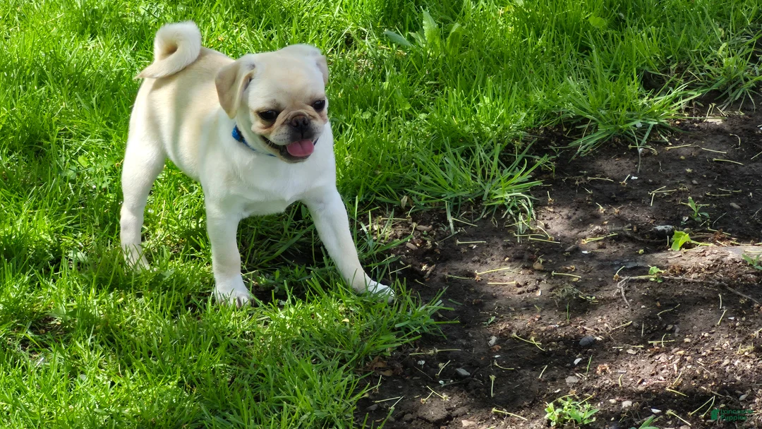 Pug dogs for sale: Blake - Ad 1