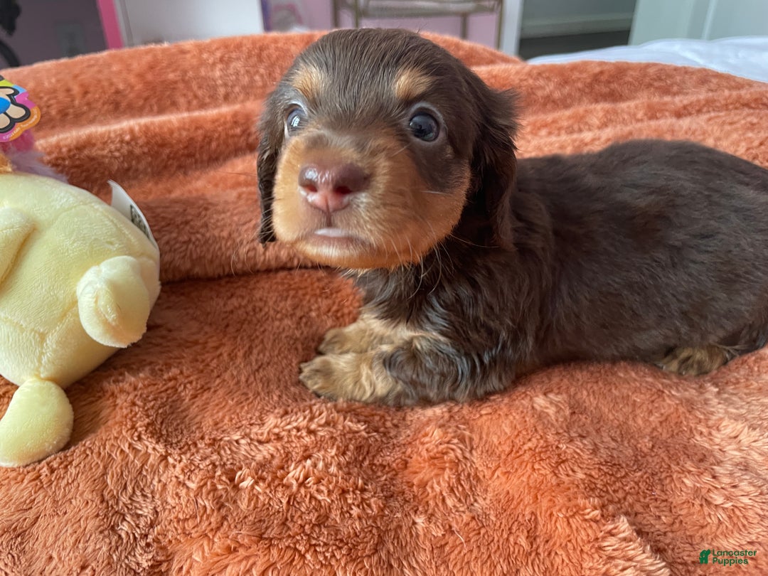 Dachshund dogs for sale: Peaches  - Ad 3