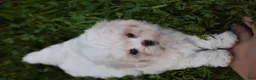 Maltese dogs for sale: Olaf - Ad 12