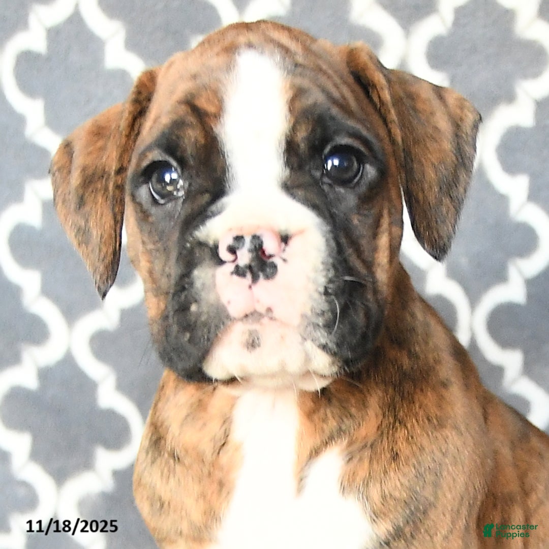 Boxer dogs for sale: Teresa - Ad 5