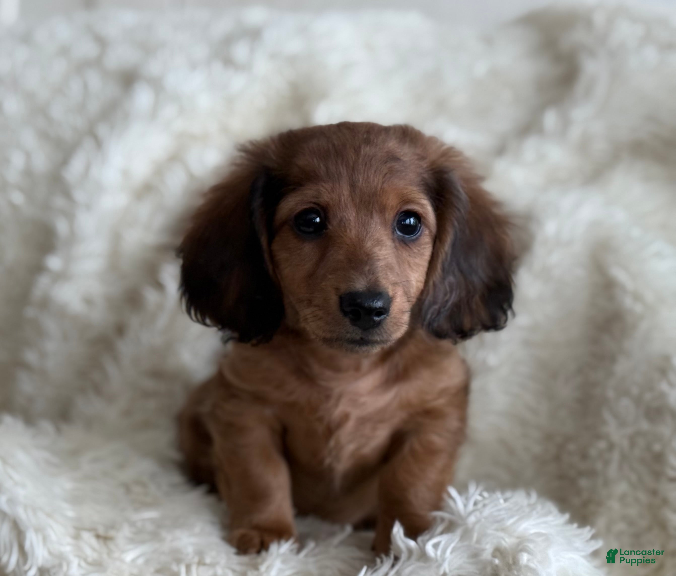 Miniature Dachshund dogs for sale: Teddy - Ad 3