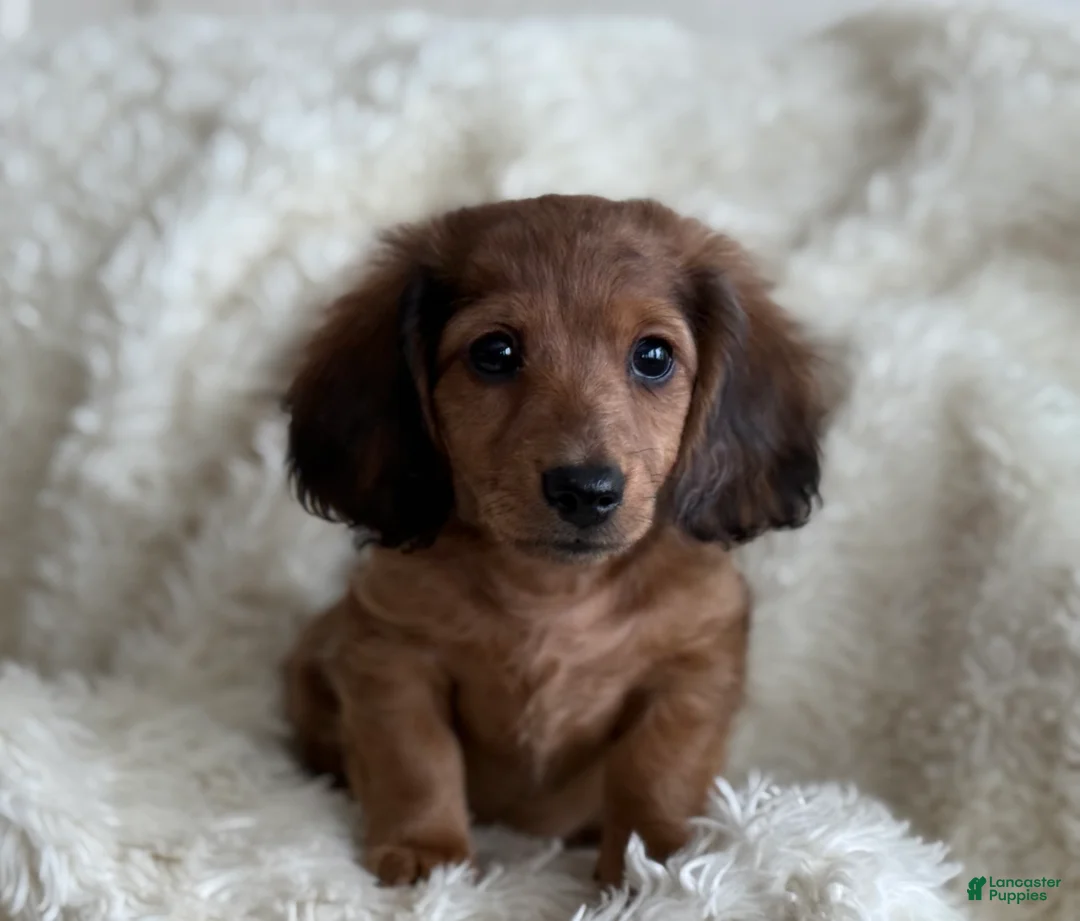 Miniature Dachshund dogs for sale: Teddy - Ad 1