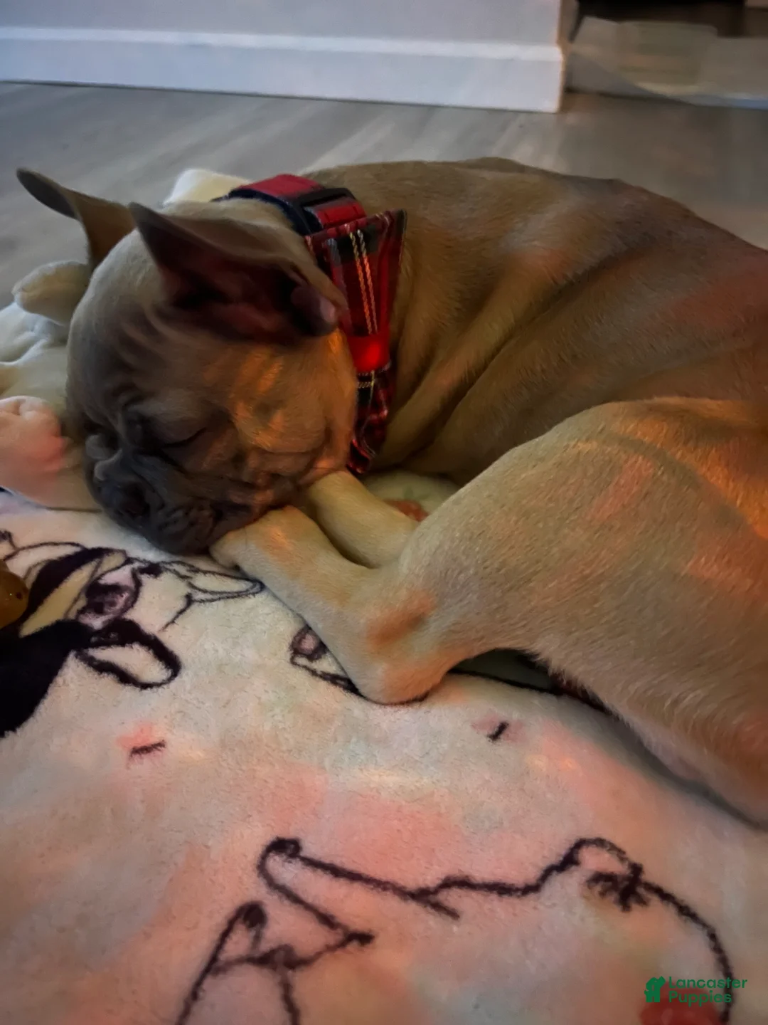 French Bulldog dogs for sale: French Bulldog Puppy 1 - Ad 2