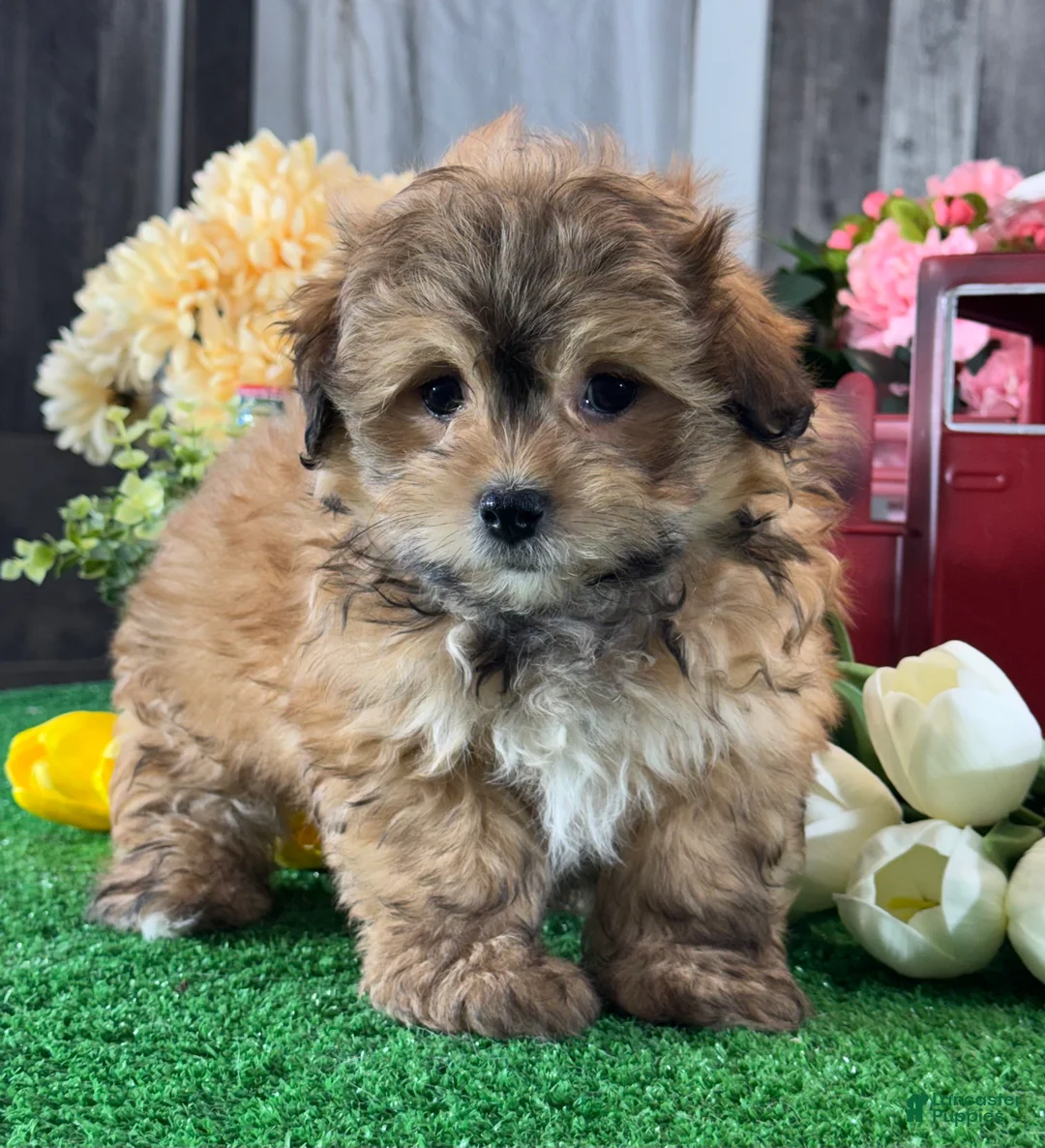 Havanese dogs for sale: Hero - Ad 1