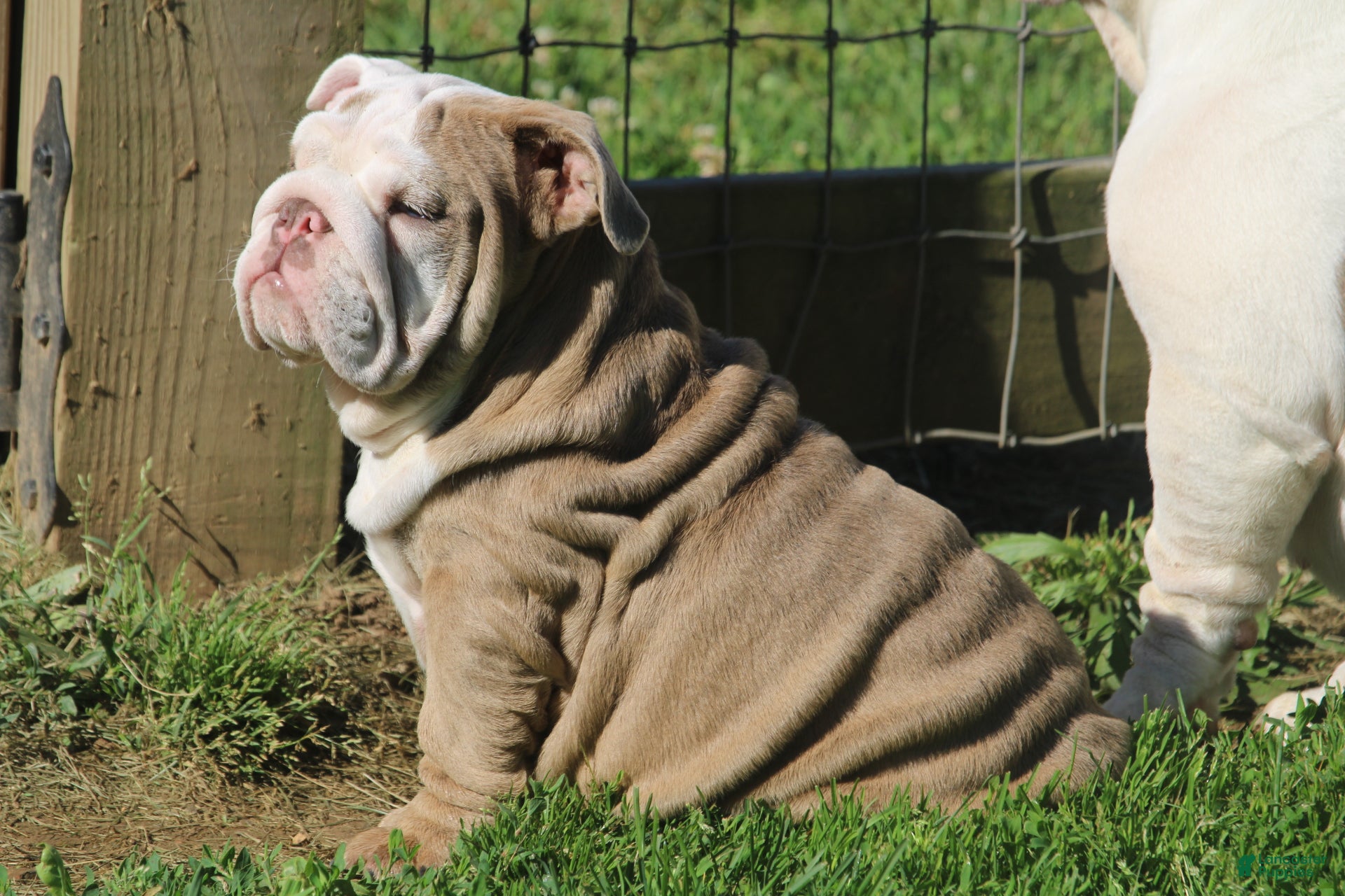 English Bulldog dogs Patches - Ad 9