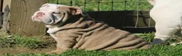 English Bulldog dogs for sale: Patches - Ad 1