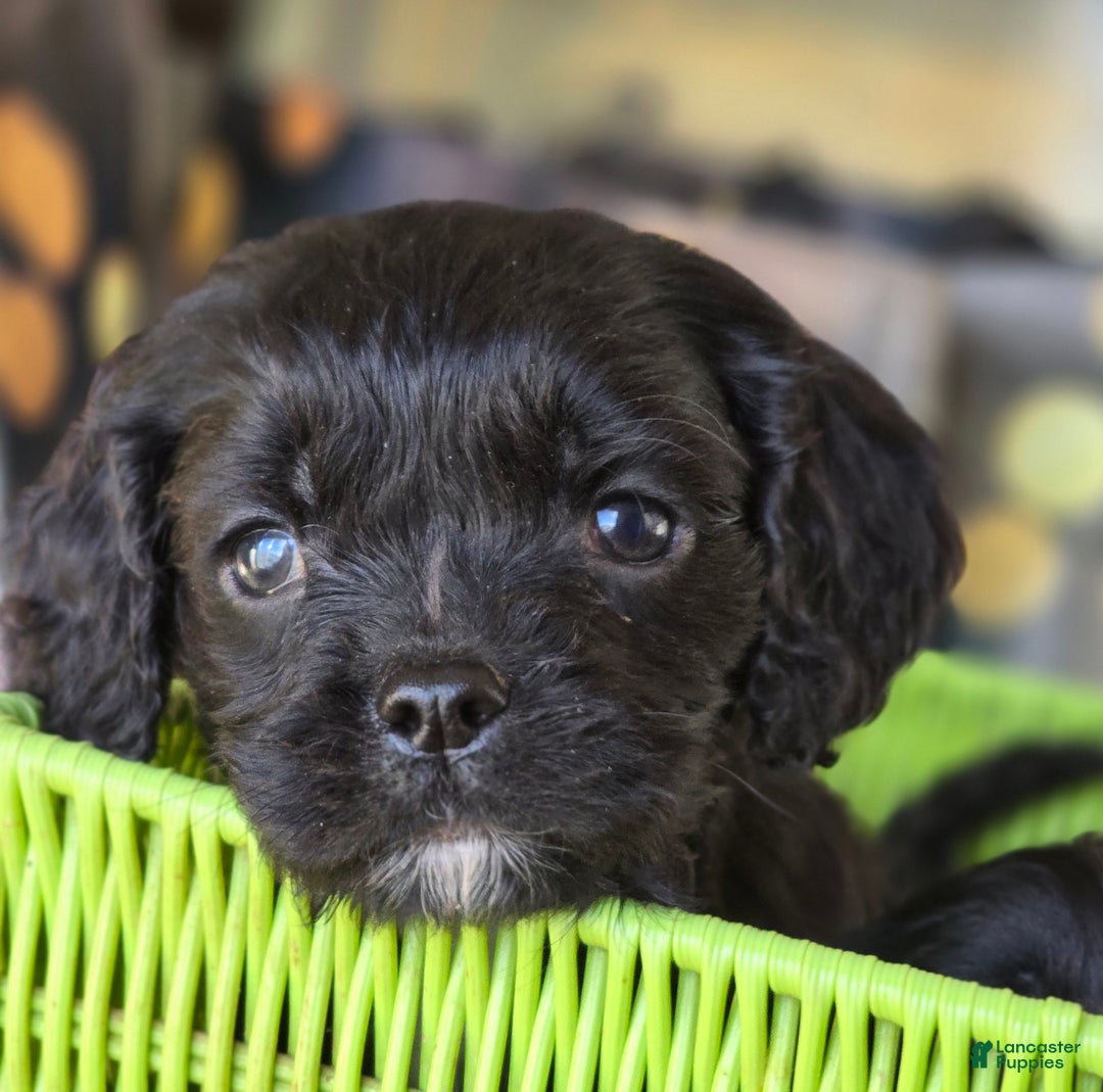 Mixed Breed dogs for sale: Jangles - Ad 1