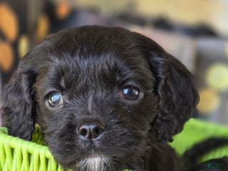 Mixed Breed dogs Jangles - Ad 3