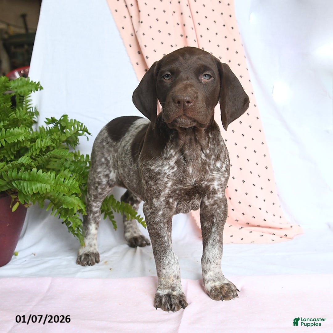 German Shorthaired Pointer dogs for sale: Ace - Ad 2