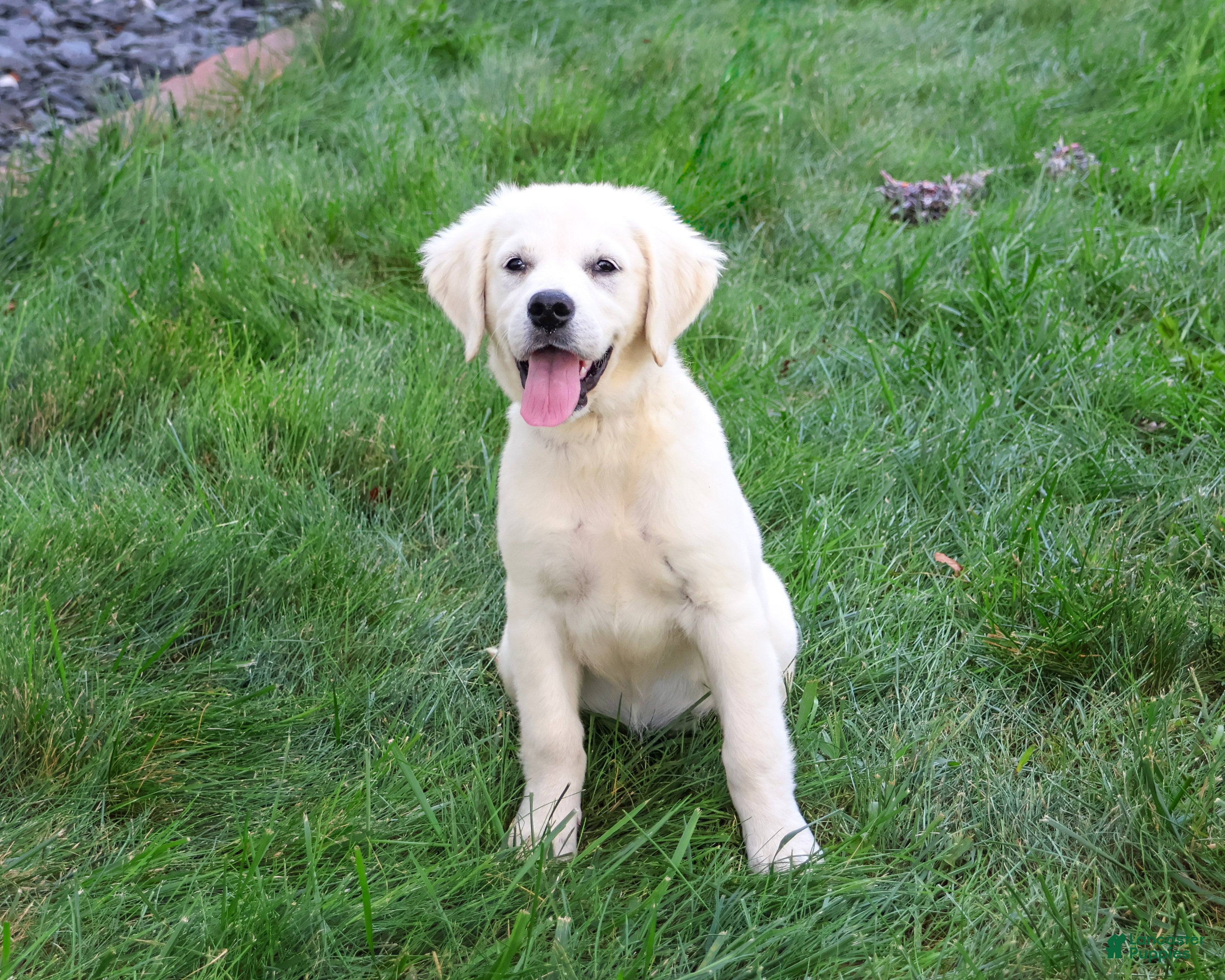 Golden Retriever dogs Tori - Ad 1