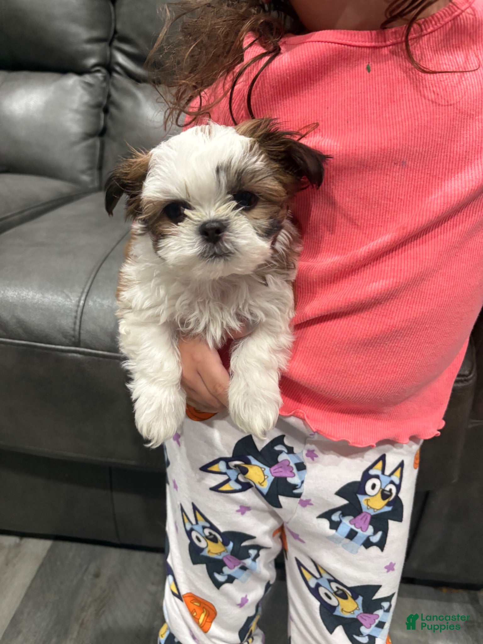Shih Tzu dogs for sale: Tiny teacup  - Ad 4