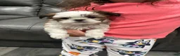 Shih Tzu dogs for sale: Tiny teacup  - Ad 1