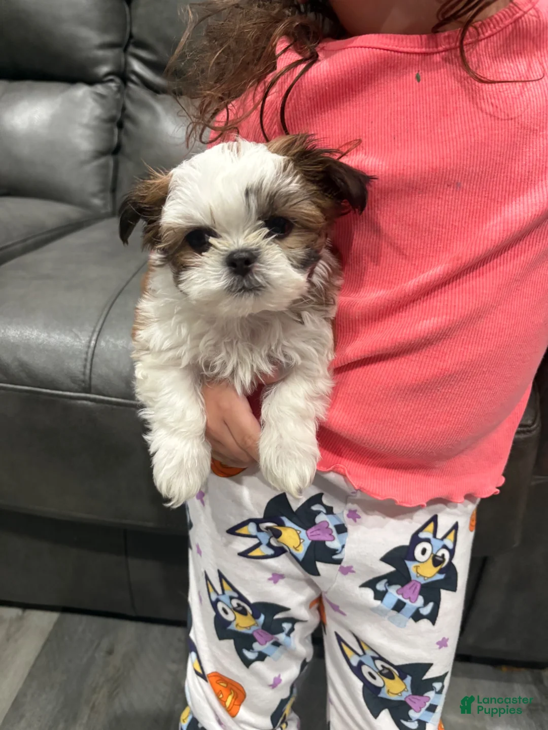 Shih Tzu dogs for sale: Tiny teacup  - Ad 1