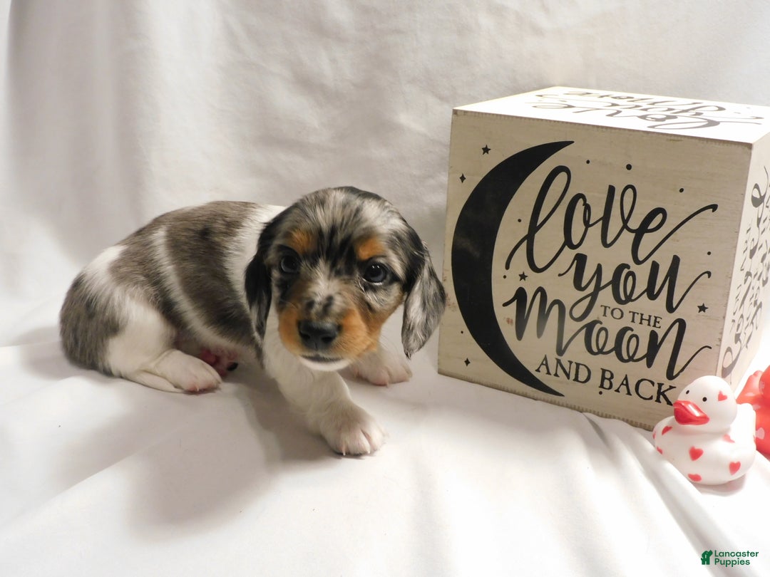 Miniature Dachshund dogs for sale: LMA's ChampionDoxie Snoop Dogg - Ad 27