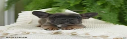 French Bulldog dogs for sale: Trax - Ad 10