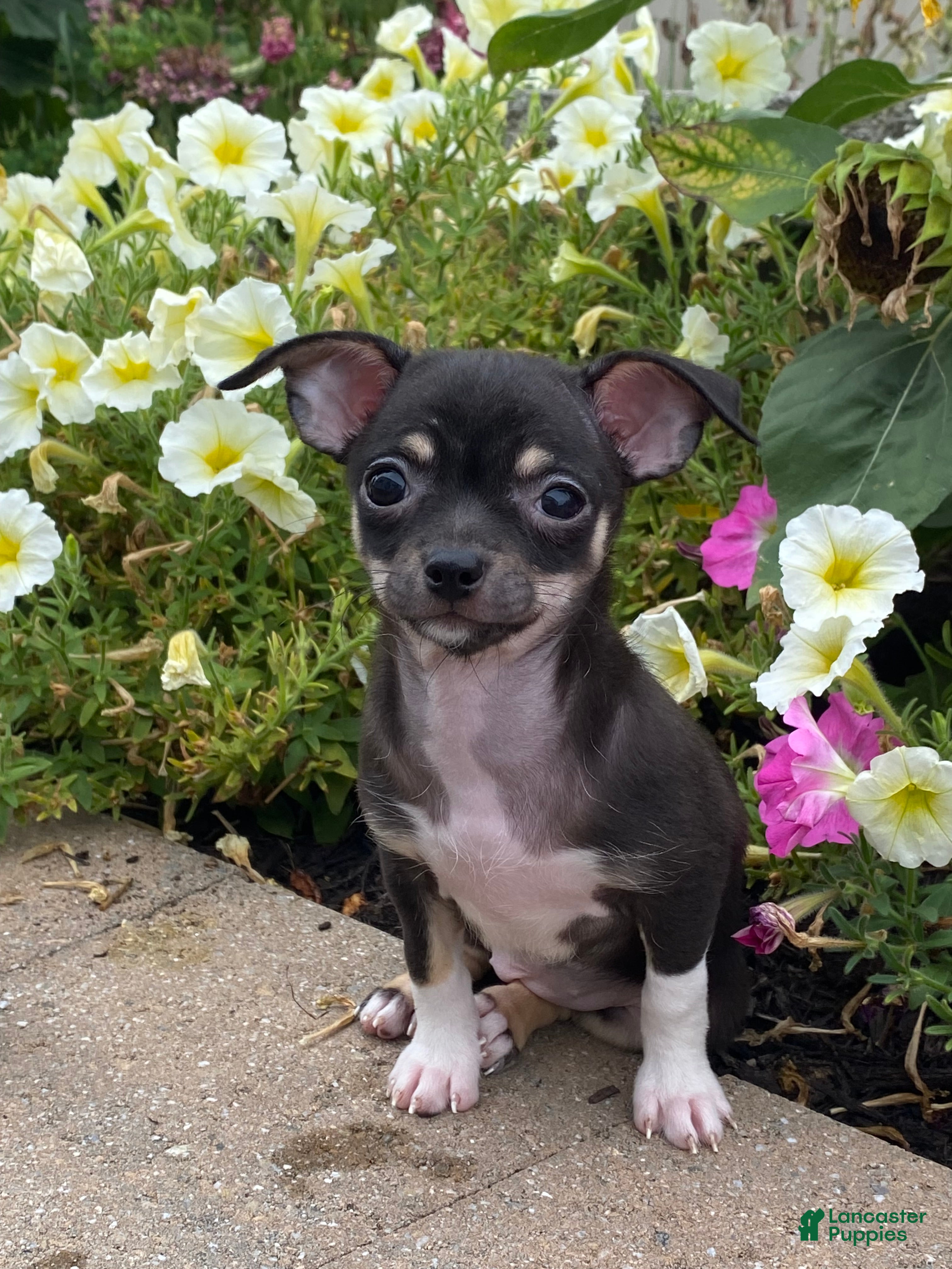 Chihuahua dogs Foxy  - Ad 1