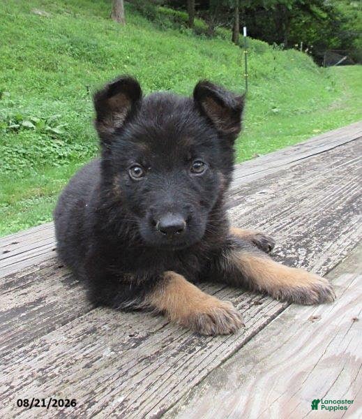 German Shepherd dogs Cedar - Ad 1