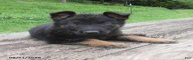 Cedar
