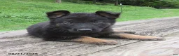 German Shepherd dogs for sale: Cedar - Ad 1