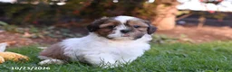 Shih Tzu dogs for sale: Alex - Ad 2