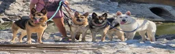 German Shepherd dogs for sale: German Shepherd 2 - Ad 3