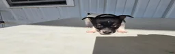 Chihuahua dogs for sale: Piggy - Ad 8
