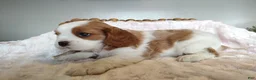 Cavalier King Charles Spaniel dogs for sale: Copper  - Ad 6