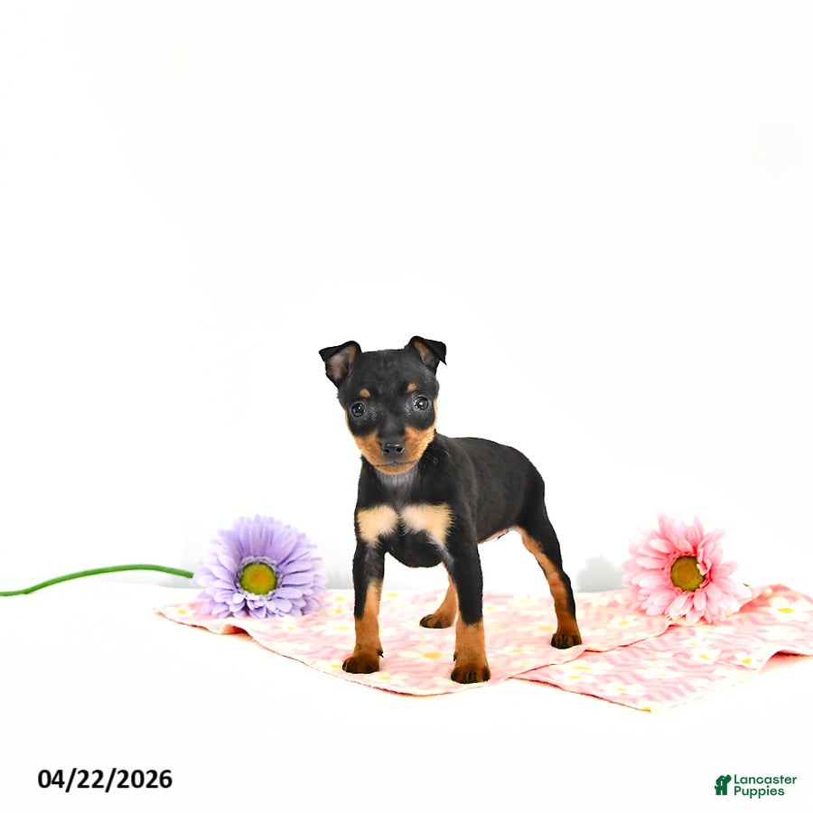 Miniature Pinscher dogs Jenna       EXTRA SMALL - Ad 1