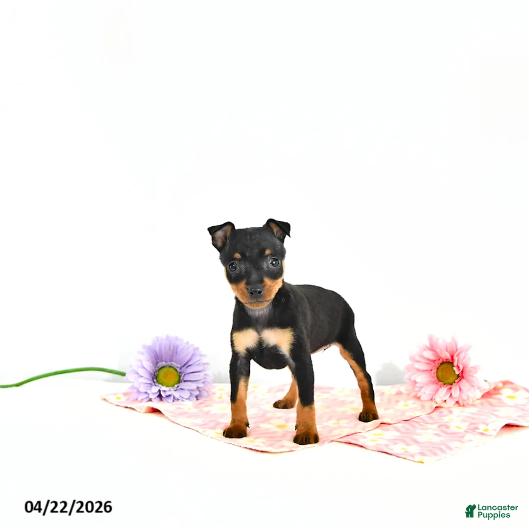 Miniature Pinscher dogs for sale: Jenna       EXTRA SMALL - Ad 1