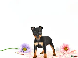 Miniature Pinscher dogs for sale: Jenna EXTRA SMALL - Ad 1