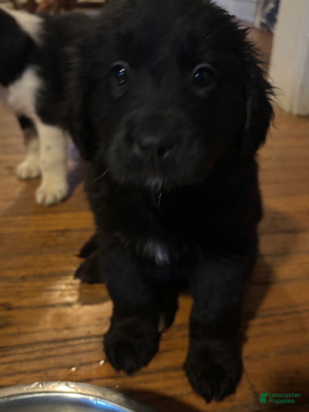 Mixed Breed dogs for sale: Mixed Breed Puppy 5 - Ad 1