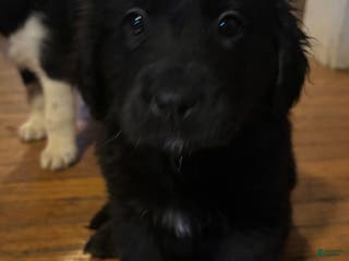 Mixed Breed dogs Mixed Breed Puppy 5 - Ad 24